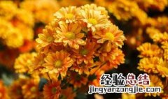 陶淵明为什么喜欢菊花的故事 陶淵明为什么喜欢菊花