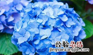 绣球花可以放在室内吗 绣球花可以放在室内吗?