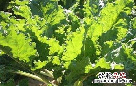 甜菜栽培管理技术视频 甜菜栽培管理技术