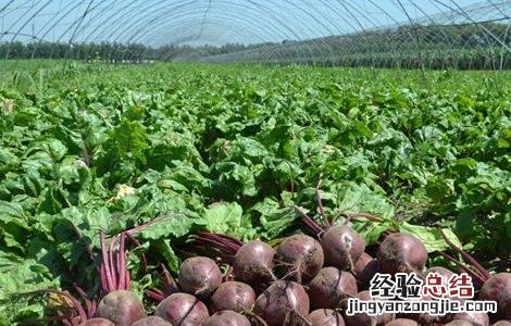 甜菜栽培管理技术视频 甜菜栽培管理技术