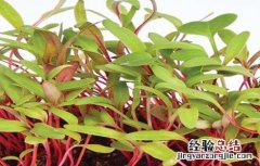 甜菜栽培管理技术视频 甜菜栽培管理技术