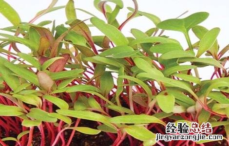 甜菜栽培管理技术视频 甜菜栽培管理技术