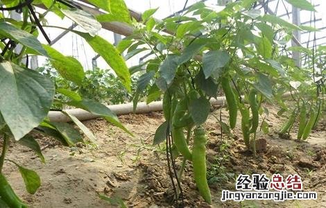 尖椒种植技术规程 尖椒种植技术