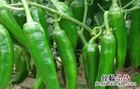 尖椒种植技术规程 尖椒种植技术