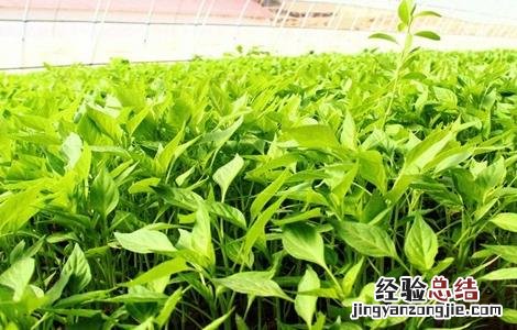 朝天椒育苗方法和技术 朝天椒育苗方法