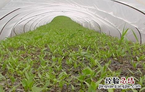 朝天椒育苗方法和技术 朝天椒育苗方法