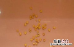 朝天椒育苗方法和技术 朝天椒育苗方法