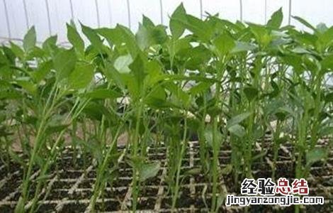 朝天椒育苗方法和技术 朝天椒育苗方法