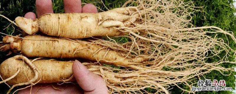 人参发霉了还能吃吗 人参发霉可以吃吗