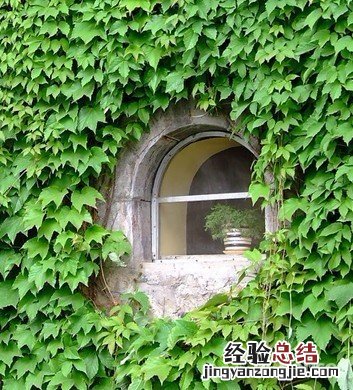 爬山虎的养护方法 爬山虎的养护方法有哪些