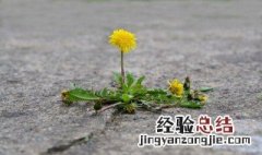 蒲公英花语是什么意思 蒲公英的花语什么