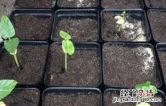 豆角育苗技术与管理 豆角育苗技术