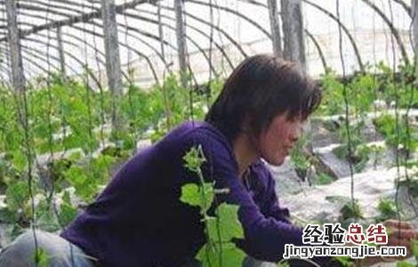 豆角育苗技术与管理 豆角育苗技术