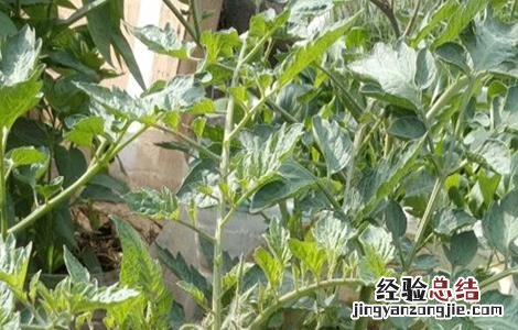豆角育苗技术与管理 豆角育苗技术