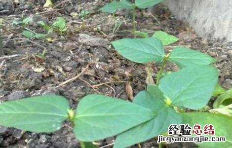 豆角育苗技术与管理 豆角育苗技术