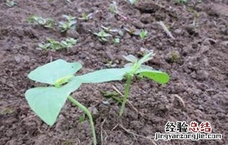 豆角育苗技术与管理 豆角育苗技术
