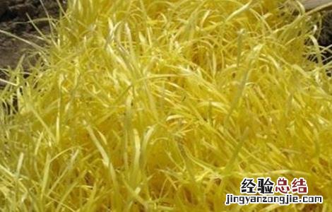 韭黄种植技术 韭黄种植技术和利润