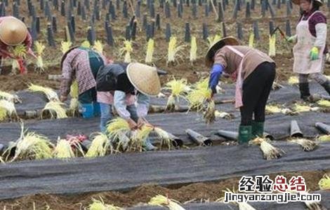 韭黄种植技术 韭黄种植技术和利润