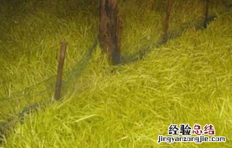 韭黄种植技术 韭黄种植技术和利润