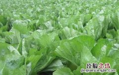 芥菜抽薹原因及防治措施 防止白菜抽薹药