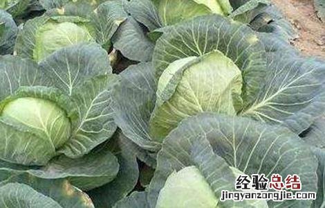 卷心菜病虫害防治方法 卷心菜病虫害防治方法有哪些