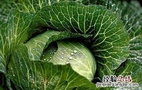 卷心菜病虫害防治方法 卷心菜病虫害防治方法有哪些