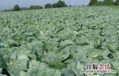 卷心菜病虫害防治方法 卷心菜病虫害防治方法有哪些
