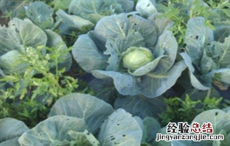 卷心菜病虫害防治方法 卷心菜病虫害防治方法有哪些