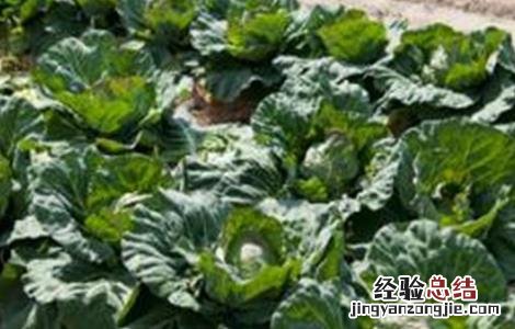 卷心菜病虫害防治方法 卷心菜病虫害防治方法有哪些
