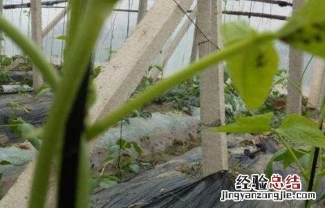 豆角蚜虫防治方法 豆角蚜虫防治方法视频