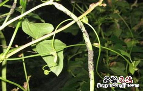 豆角蚜虫防治方法 豆角蚜虫防治方法视频