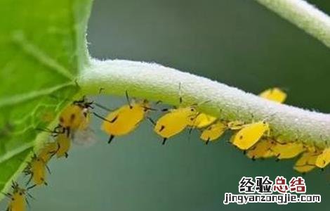 豆角蚜虫防治方法 豆角蚜虫防治方法视频