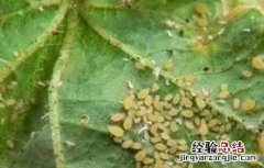 豆角蚜虫防治方法 豆角蚜虫防治方法视频