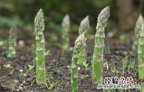 芦笋高产无公害种植技术 芦笋高产栽培技术
