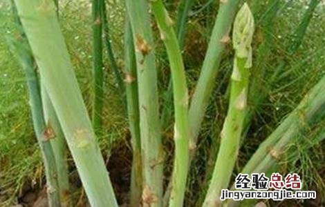 芦笋高产无公害种植技术 芦笋高产栽培技术