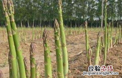 芦笋高产无公害种植技术 芦笋高产栽培技术