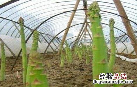 芦笋高产无公害种植技术 芦笋高产栽培技术
