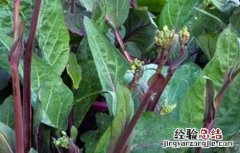 紫菜薹种植技术与管理 紫菜薹种植技术