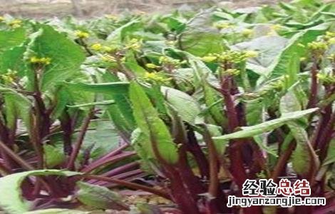 紫菜薹种植技术与管理 紫菜薹种植技术