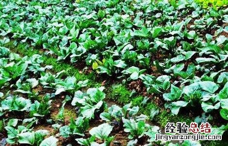 紫菜薹种植技术与管理 紫菜薹种植技术