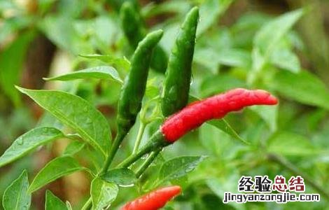 辣椒对生长环境的要求 辣椒对生长环境的要求有哪些