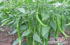 辣椒对生长环境的要求 辣椒对生长环境的要求有哪些