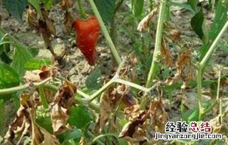 辣椒对生长环境的要求 辣椒对生长环境的要求有哪些