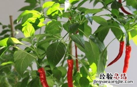 辣椒对生长环境的要求 辣椒对生长环境的要求有哪些
