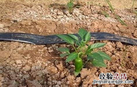 辣椒对生长环境的要求 辣椒对生长环境的要求有哪些