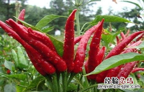 辣椒对生长环境的要求 辣椒对生长环境的要求有哪些