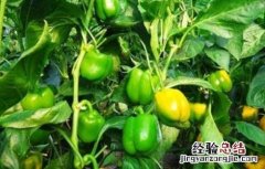 尖椒田间管理 甜椒田间管理技术