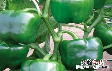 尖椒田间管理 甜椒田间管理技术
