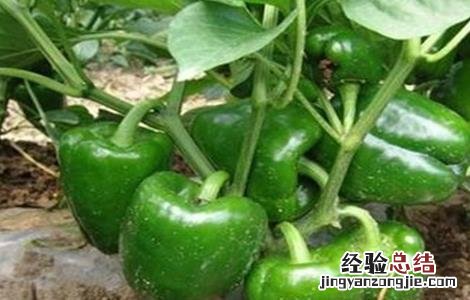 尖椒田间管理 甜椒田间管理技术