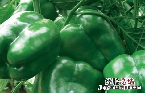 尖椒田间管理 甜椒田间管理技术